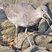 Willet